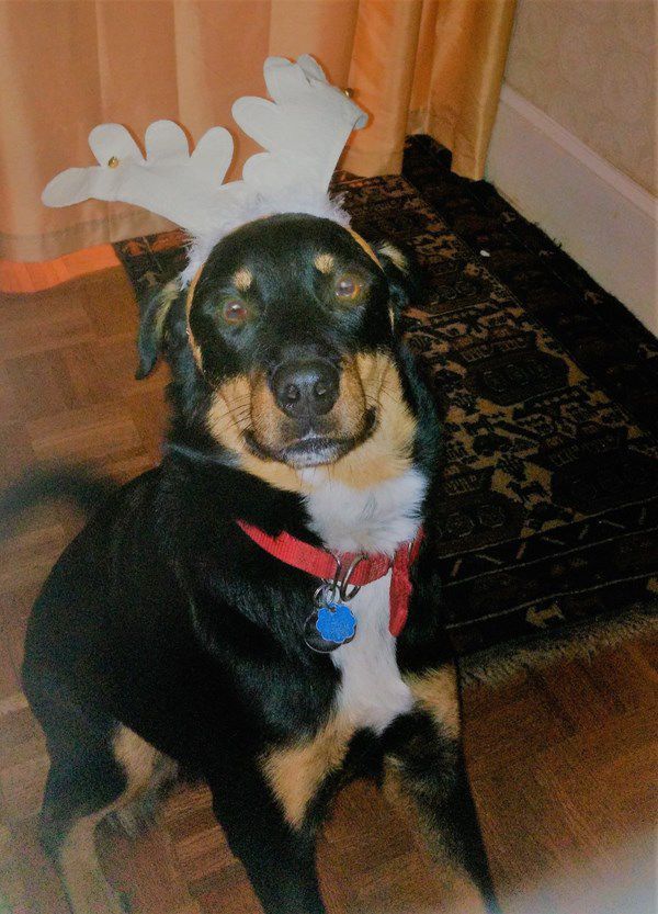 Pet Star 186.jpg